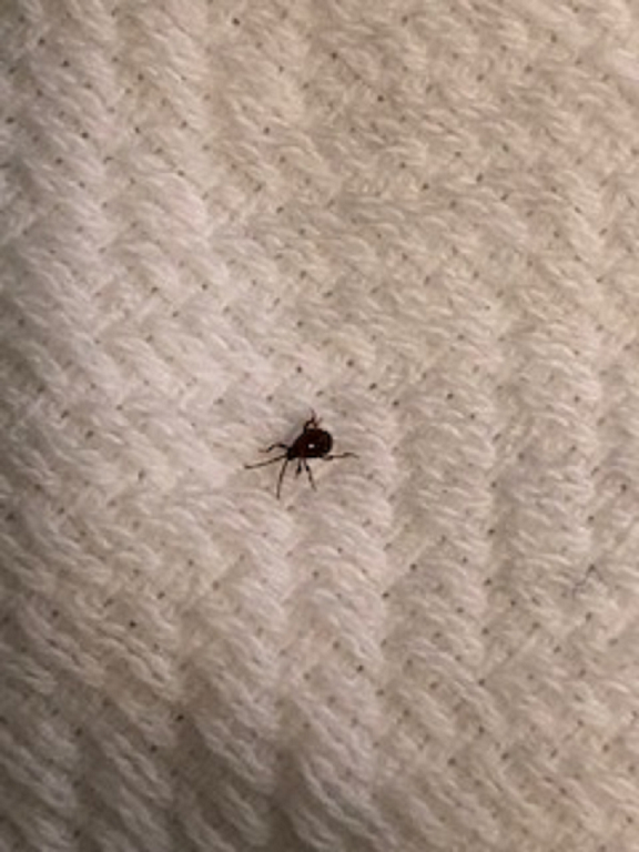 Spider beetle