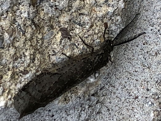 Fishfly