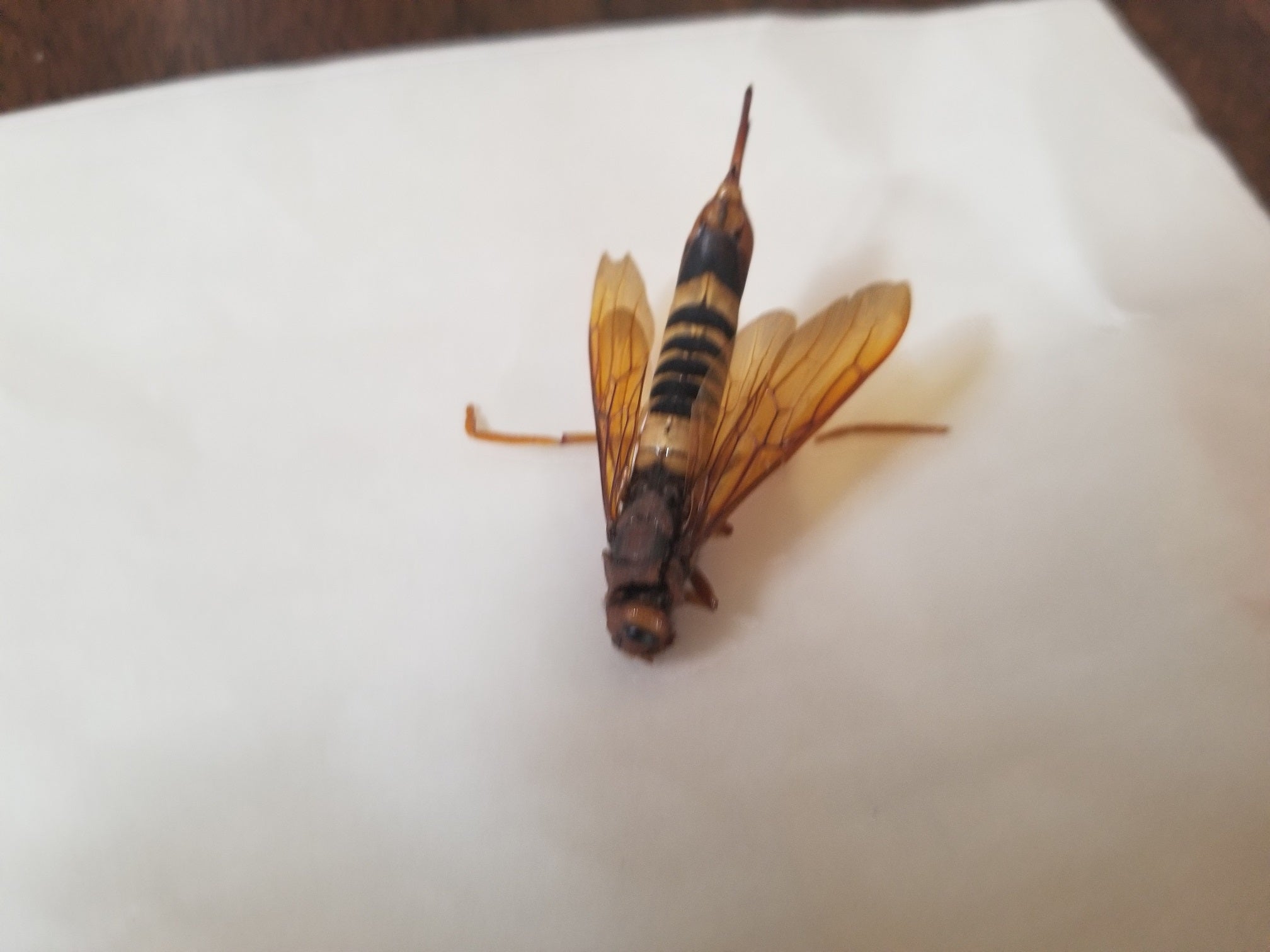 Pigeon tremex