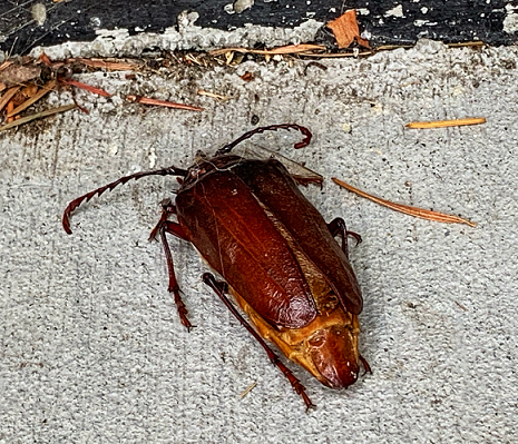 Long-horned wood-boring beetle
