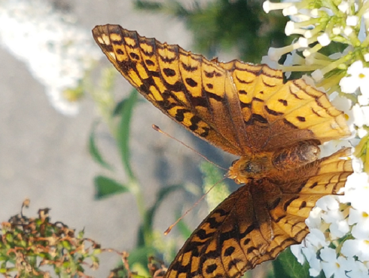 Fritillary