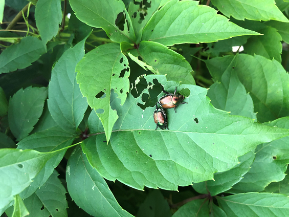 Japanese beetles