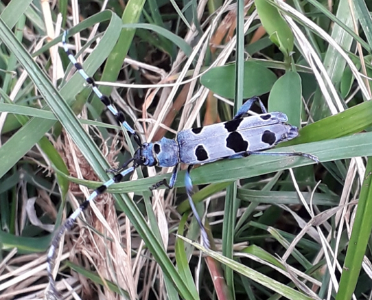 Alpine longhorn beetle