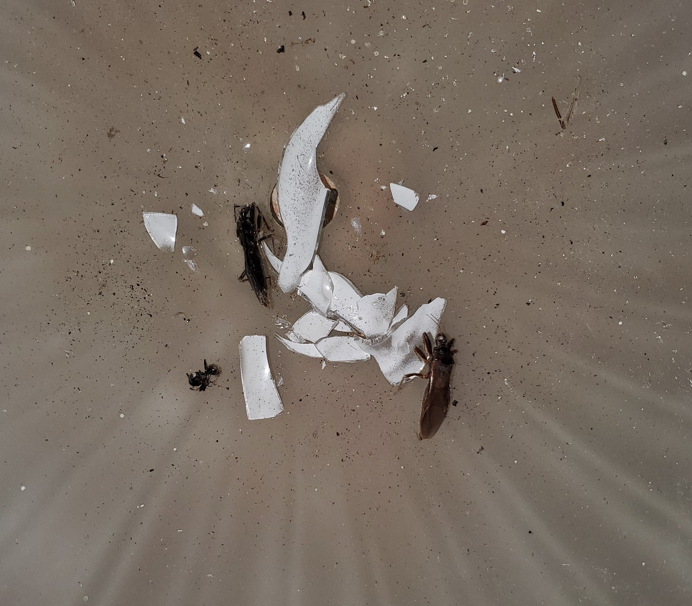 Assassin bugs