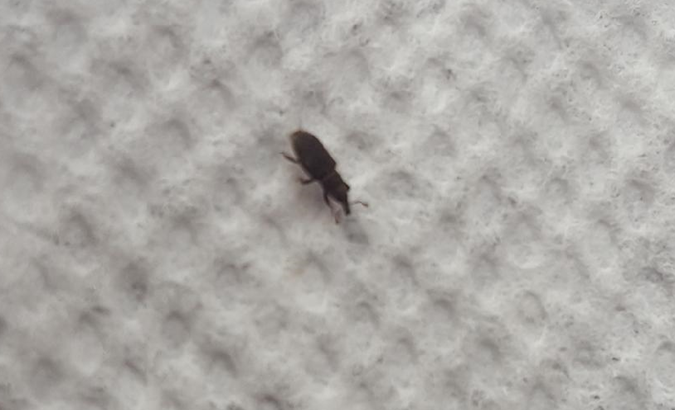 Weevil