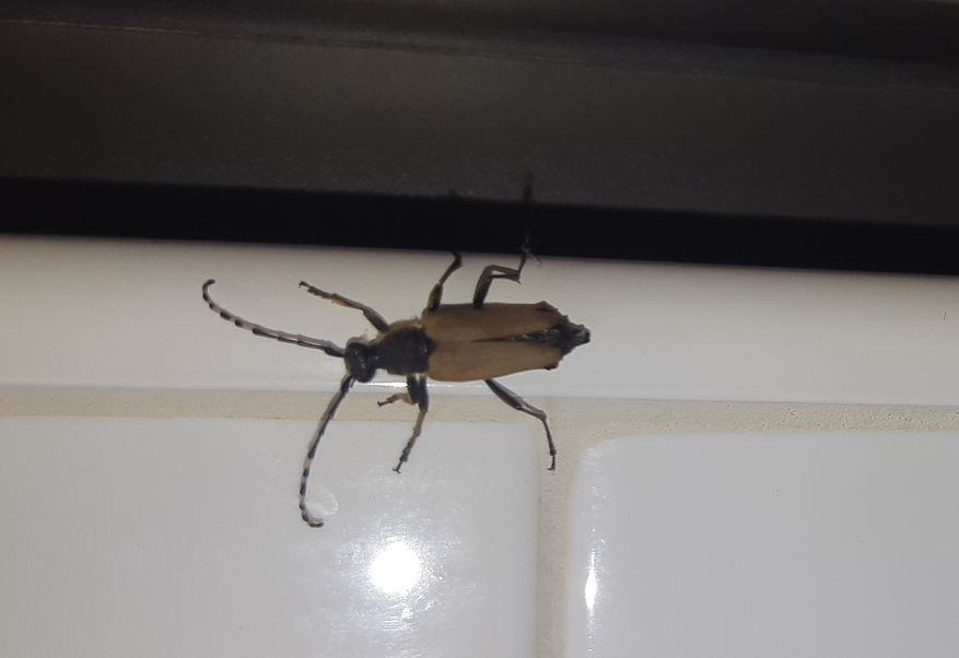 Flower longhorn beetle