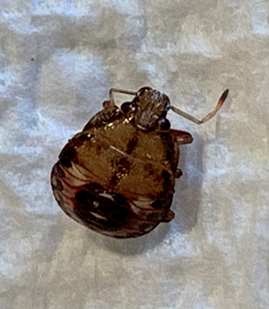 Nymph of a soldier bug