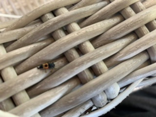 Asian multi-coloured lady beetle