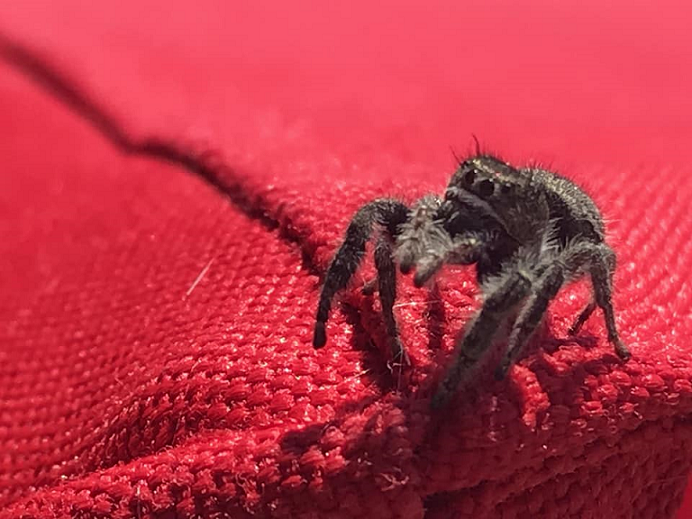 Jumping spider