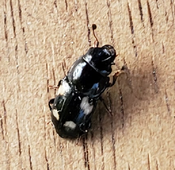 Sap beetle