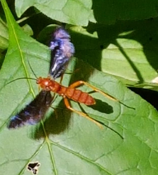 Ichneumon wasp