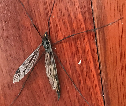 Crane fly