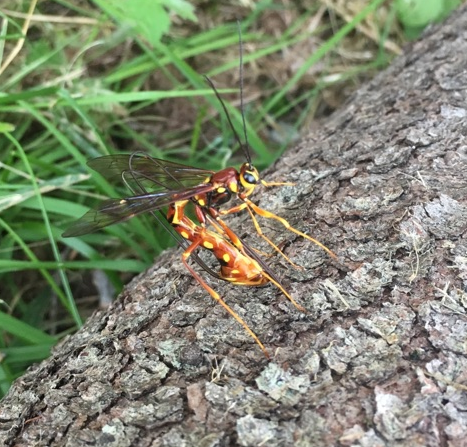 Female giant ichneumon wasp