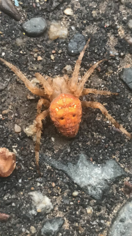 Orb weaving spider (Araneidae)