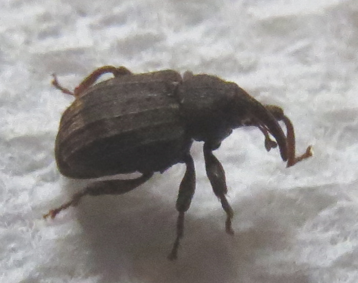 Weevil