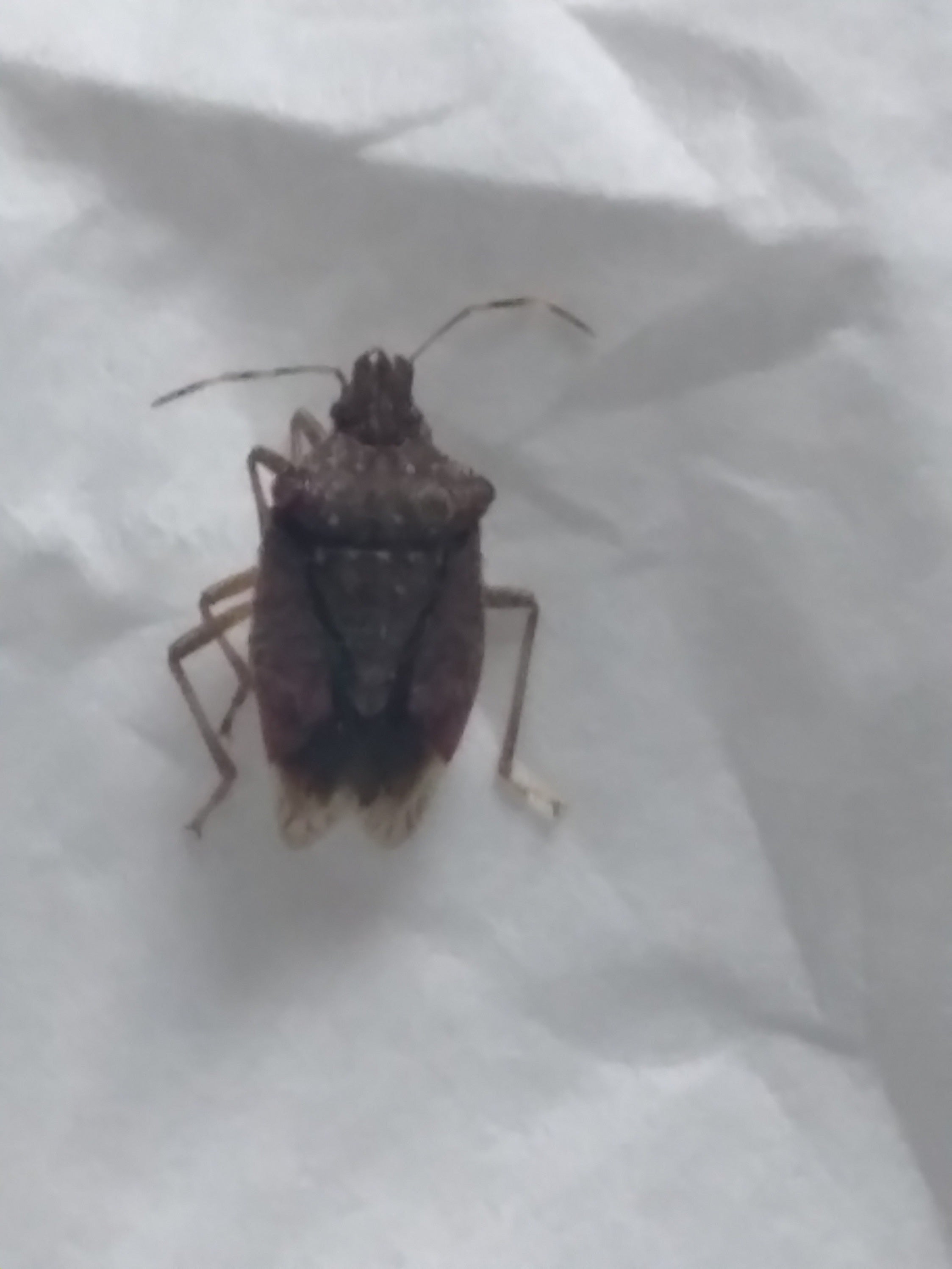 Brown marmorated stink bug