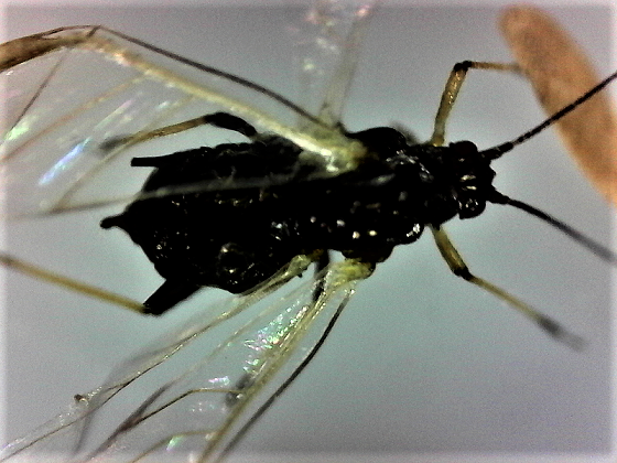 Aphids