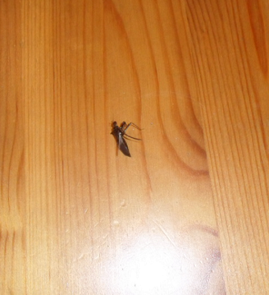 Assassin bug