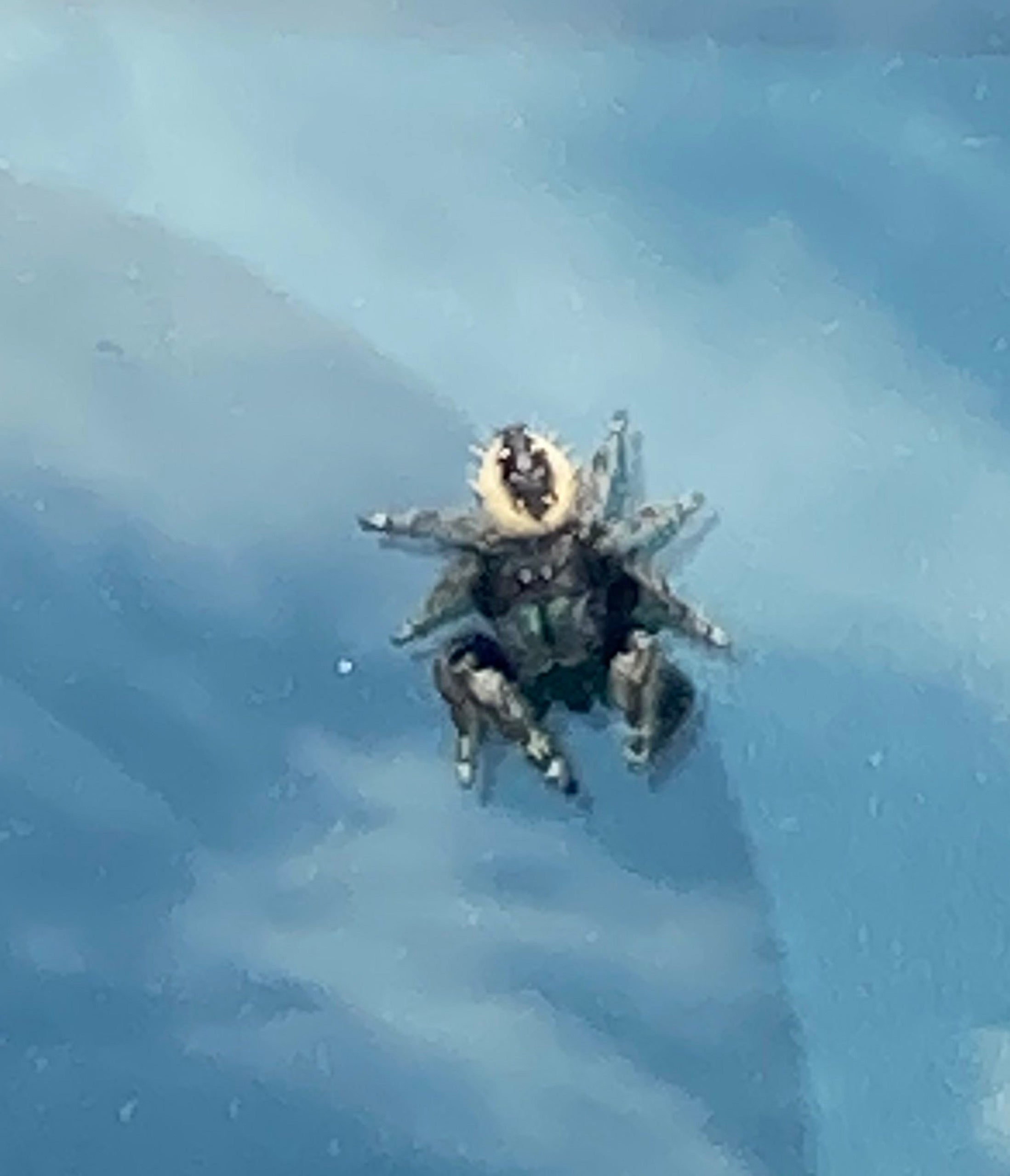 Jumping Spider