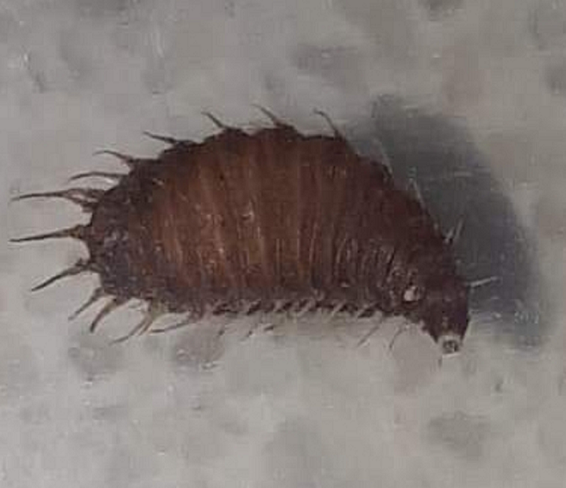 Larva (maggot) of a lesser house fly