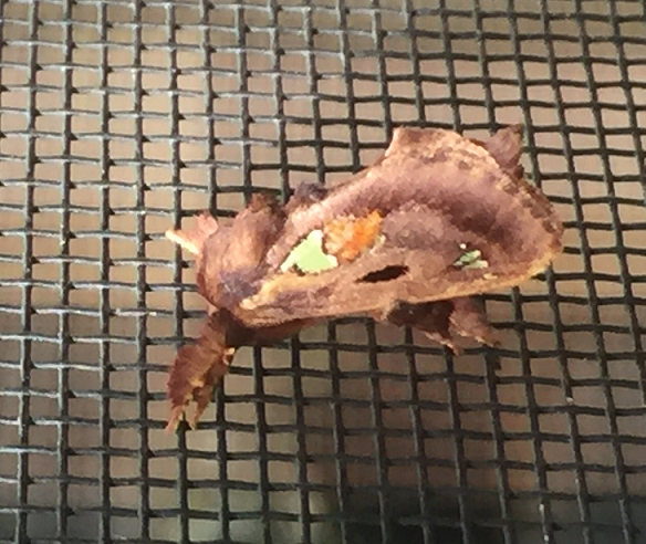 Spiny oak slug moth