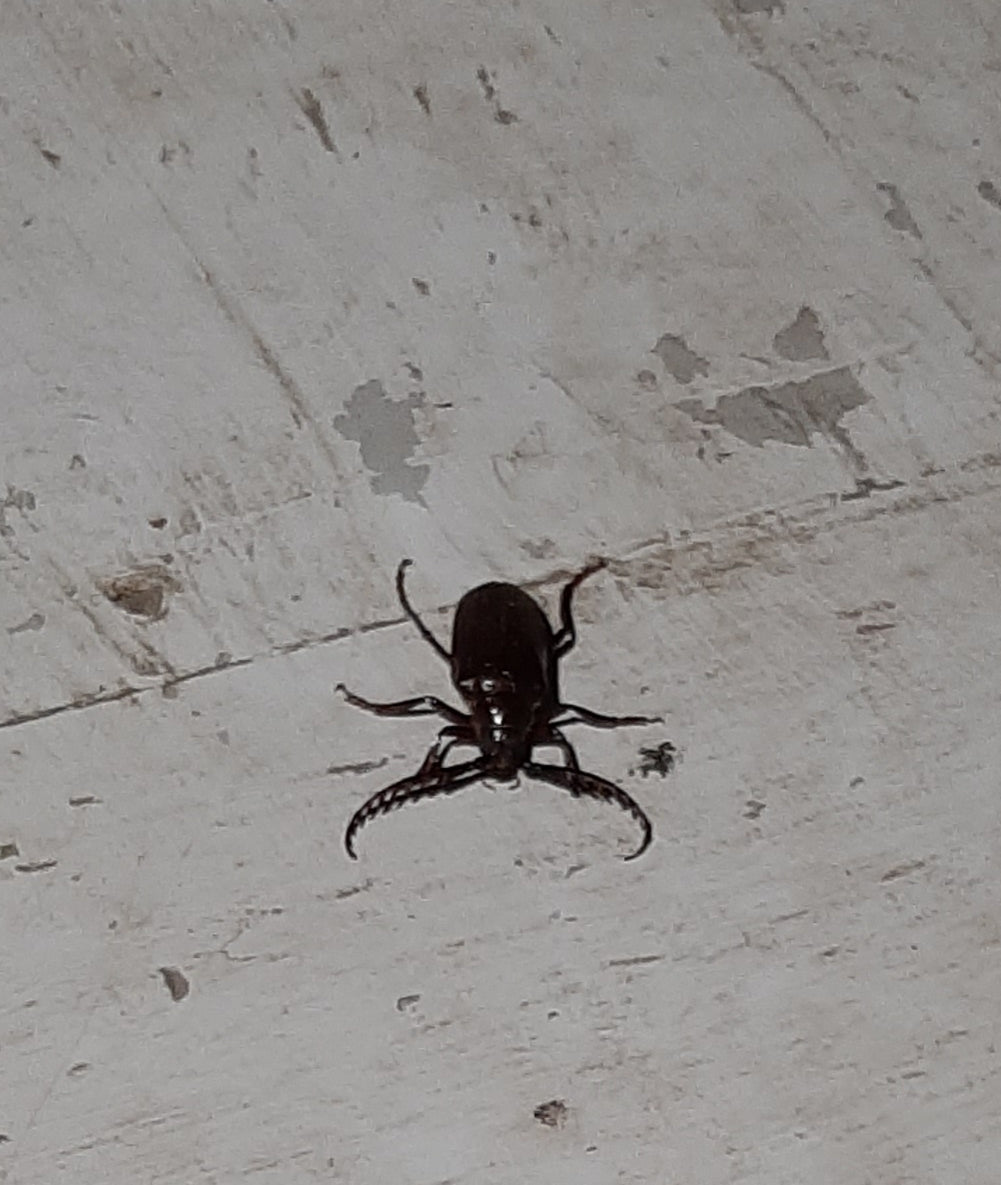 Long-horned wood-boring beetle