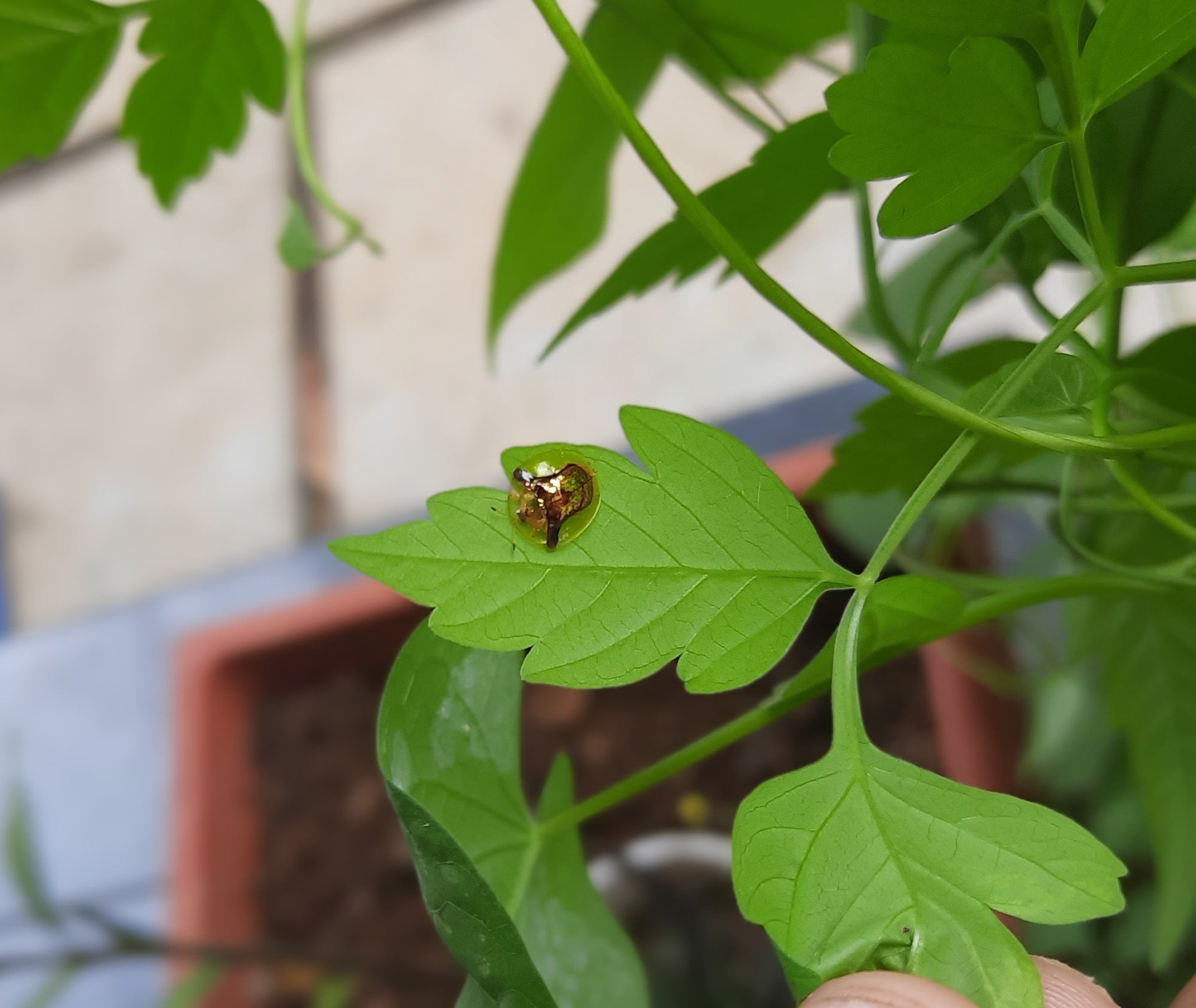 Tortoise beetle