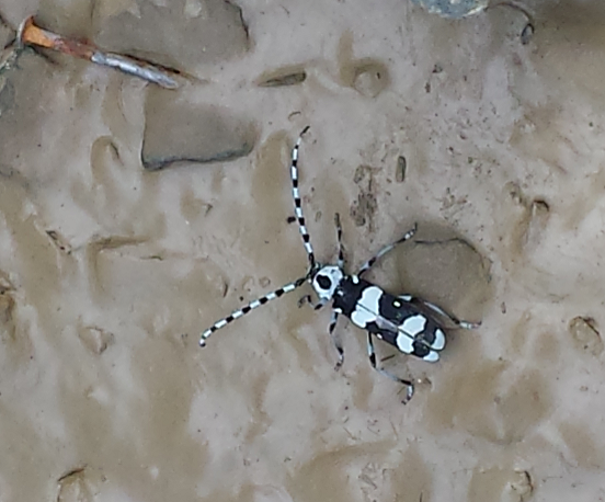 Banded alder borer