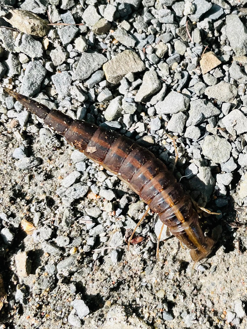 Predaceous diving beetle