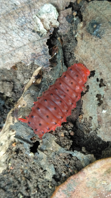 Caterpillar of a day-flying moth