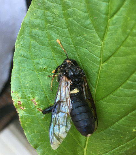 Elm sawfly