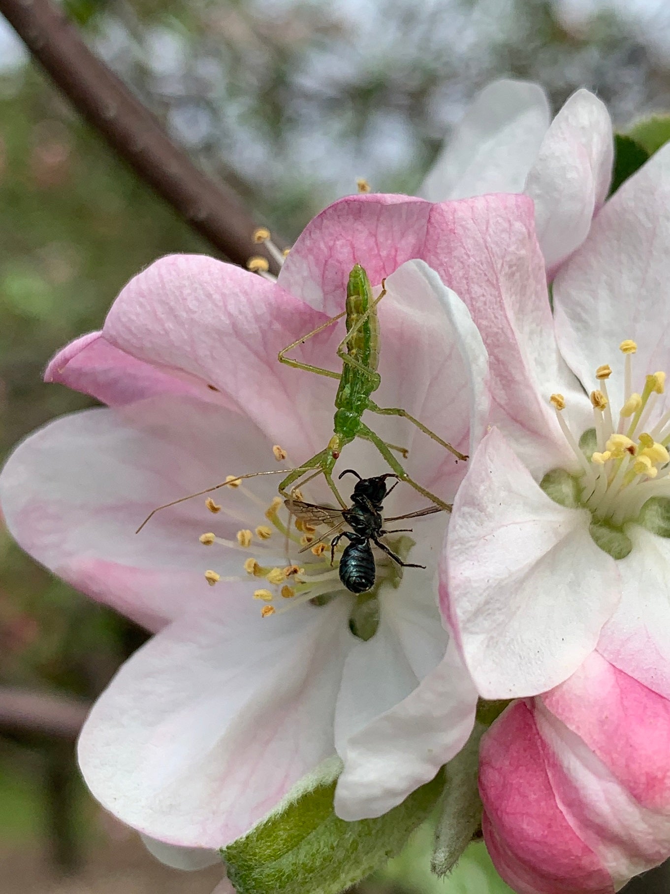 Nymph of an assassin bug