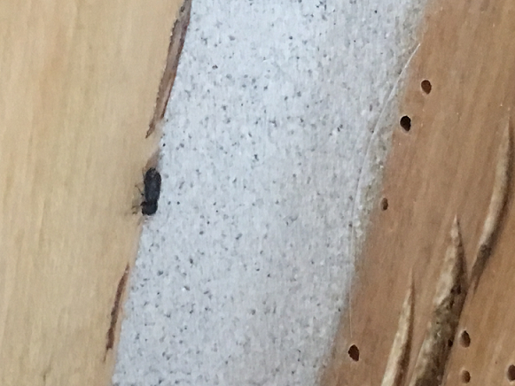 Horned powder-post beetle