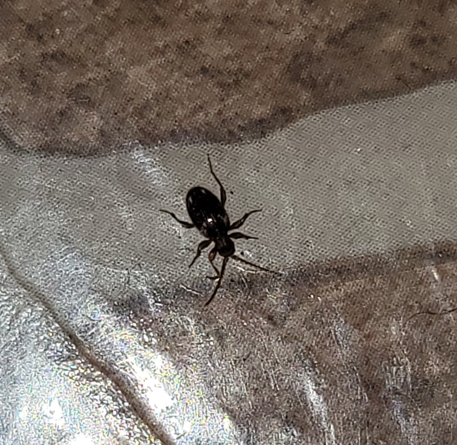 Whitemarked spider beetle