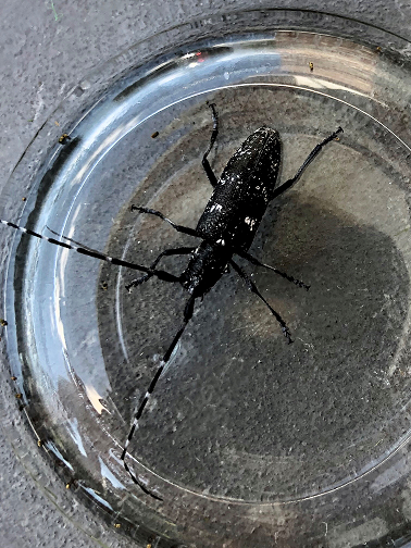 Long-horned wood-boring beetle