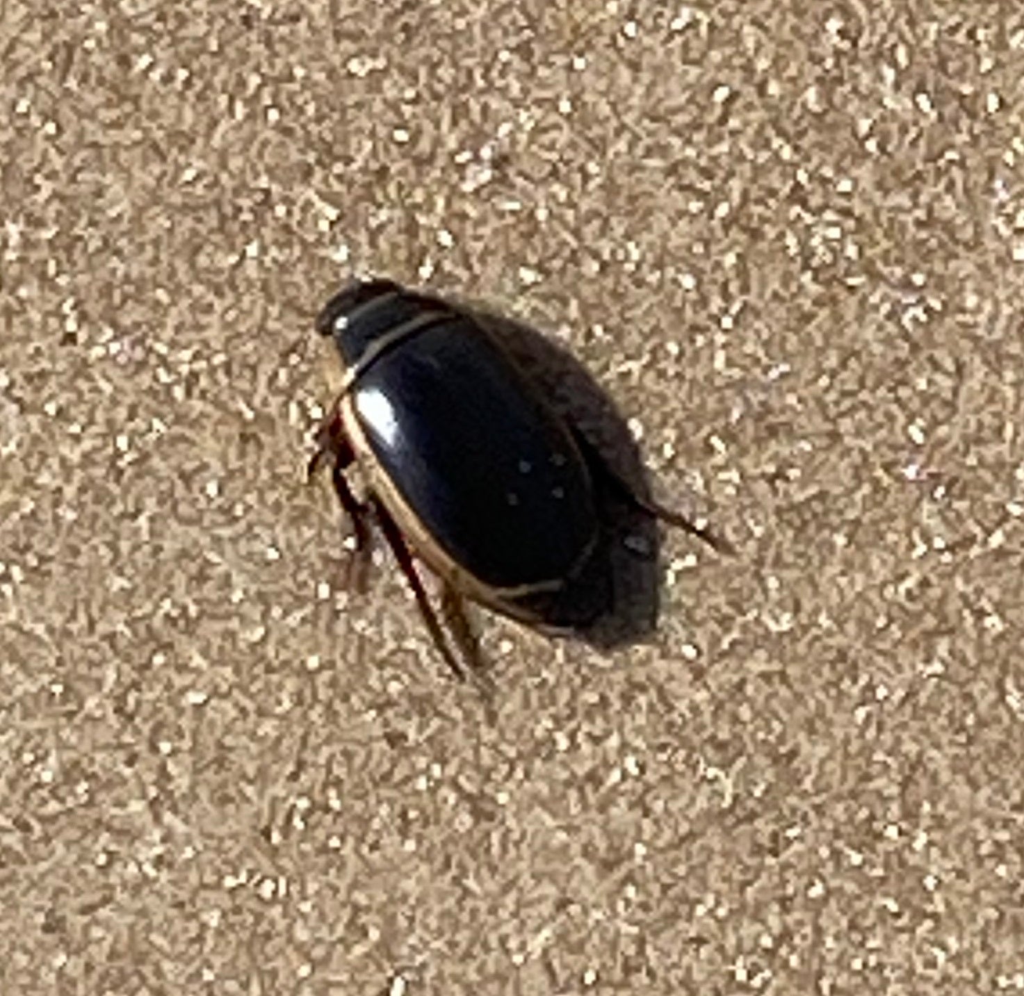Predaceous diving beetle