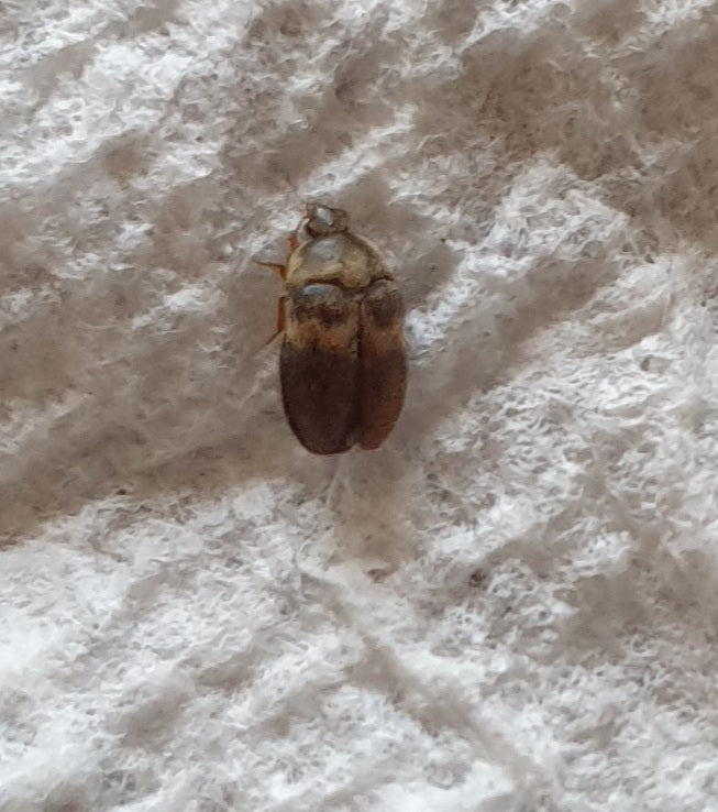Banded black carpet beetle