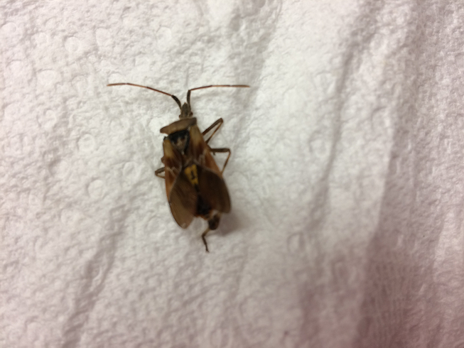 Western conifer seed bug