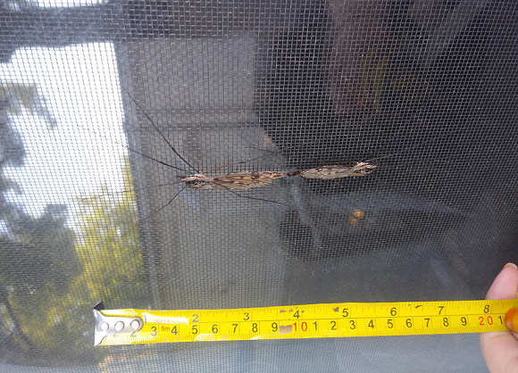 Crane flies