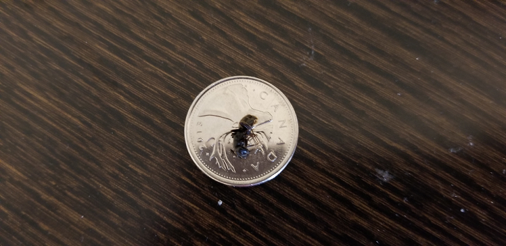 Carpenter ant
