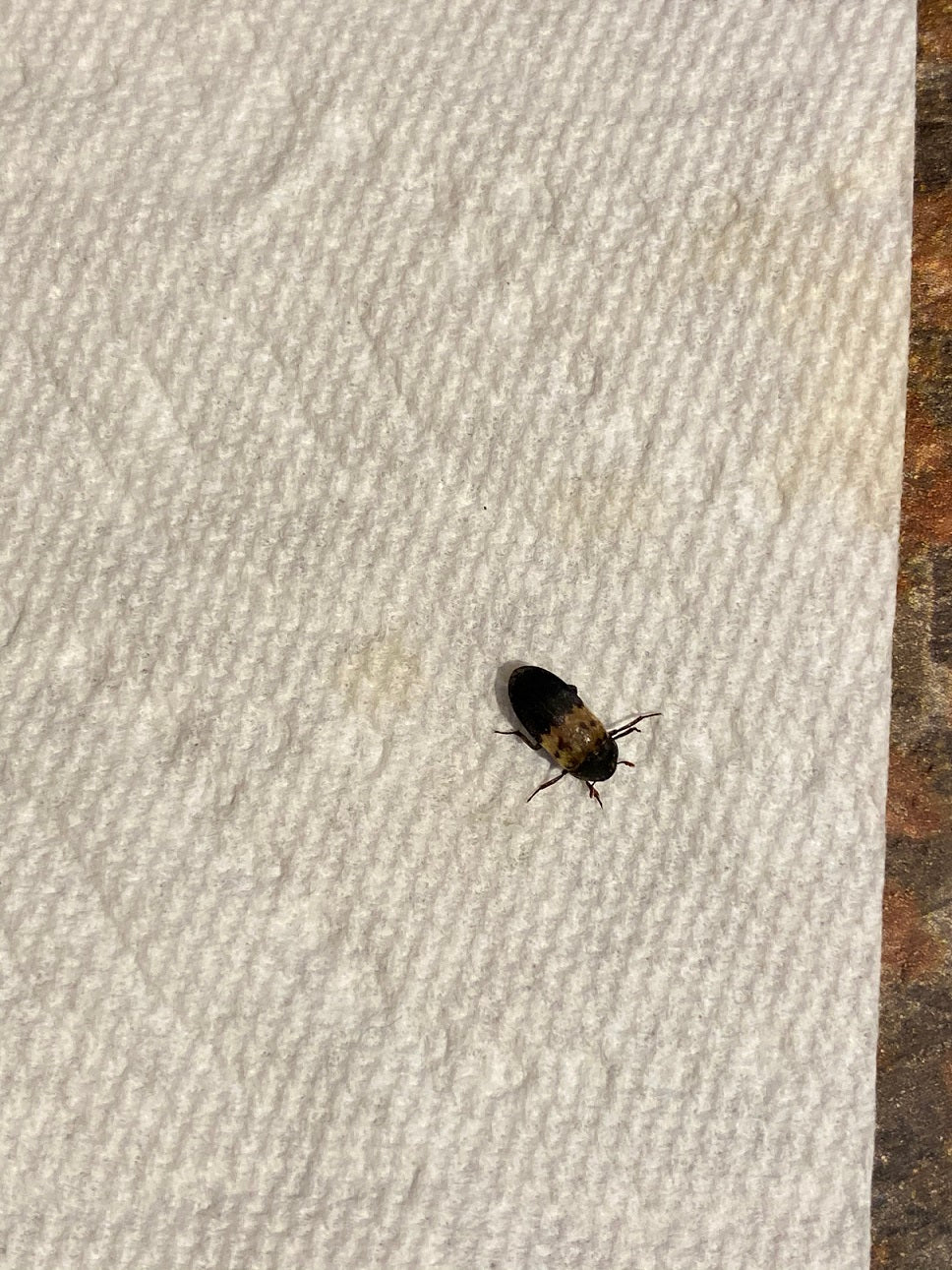 Larder beetle
