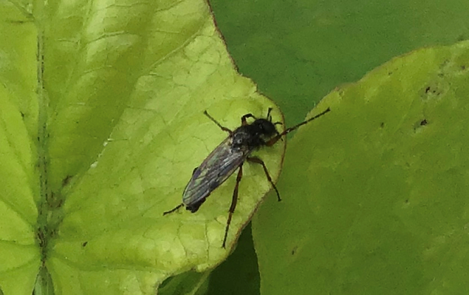 March fly