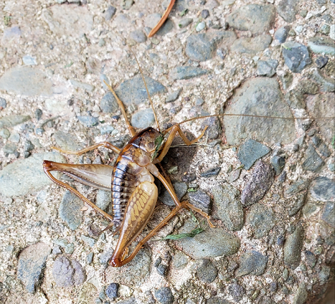Camel/cave cricket