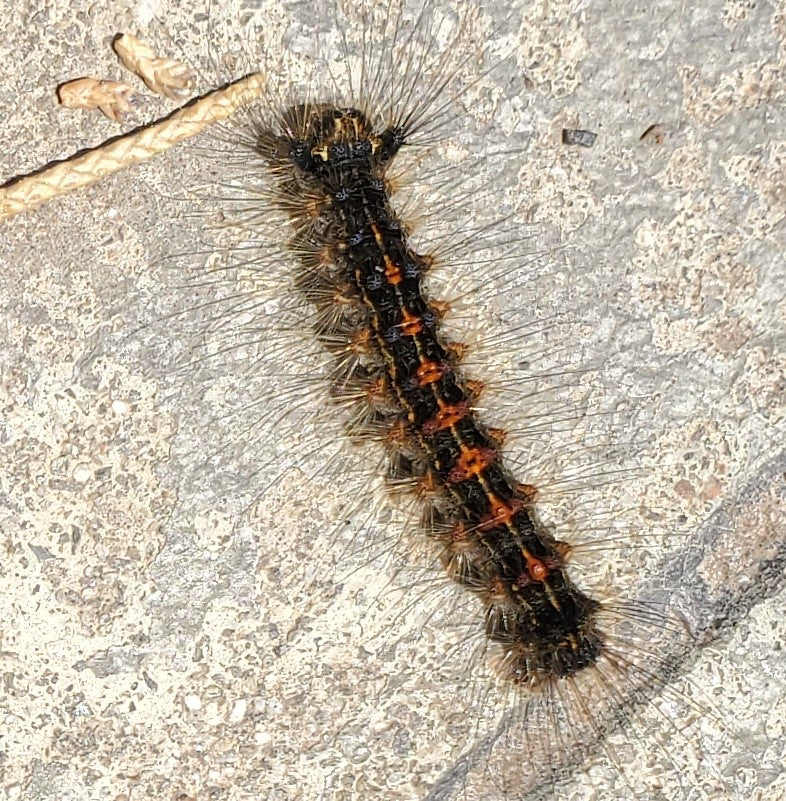 Caterpillar of the gypsy moth