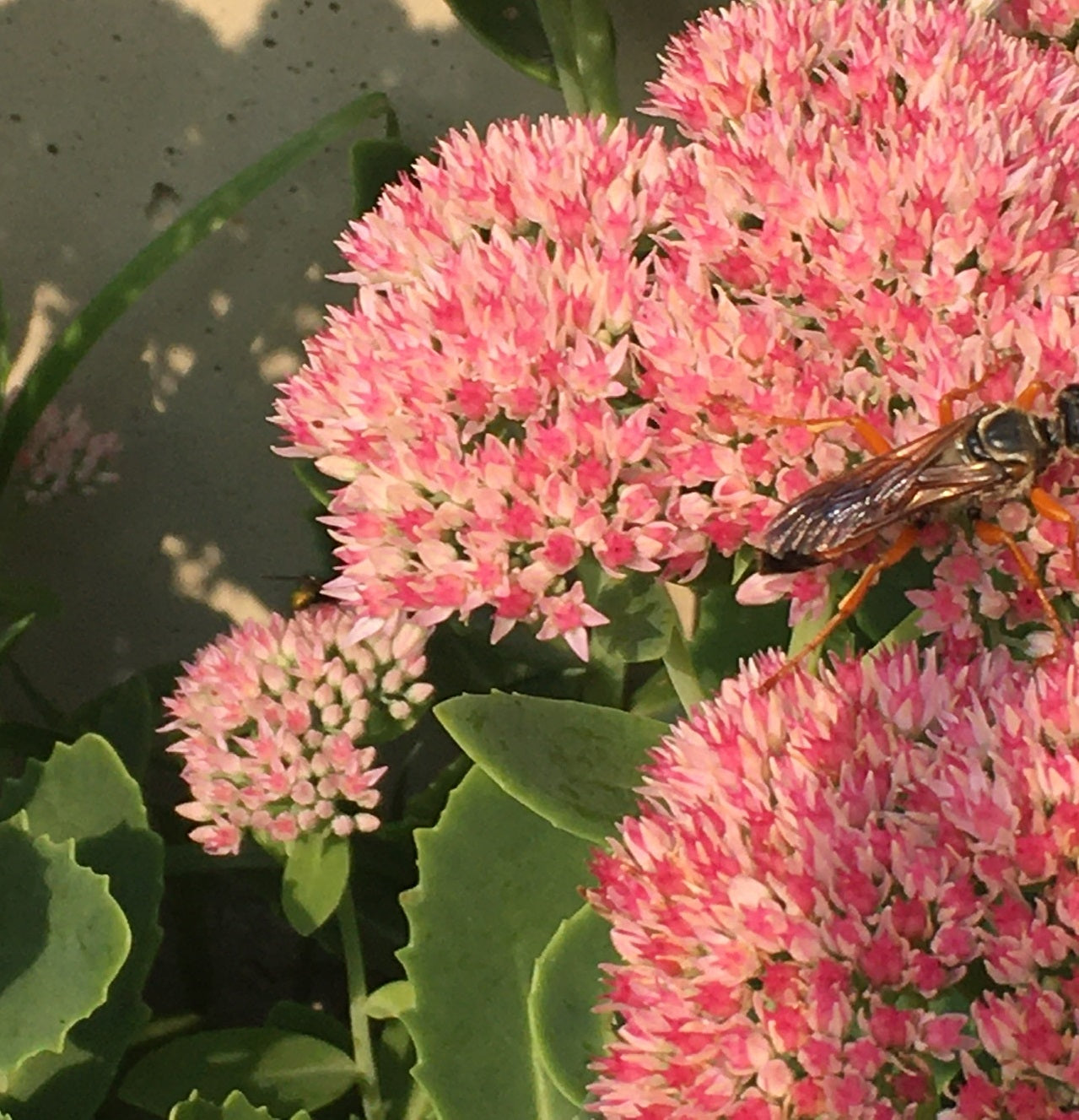 Great golden digger wasp