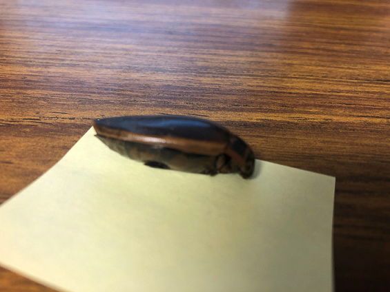 Predaceous Diving Beetle