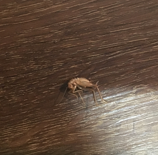 Camel/cave cricket