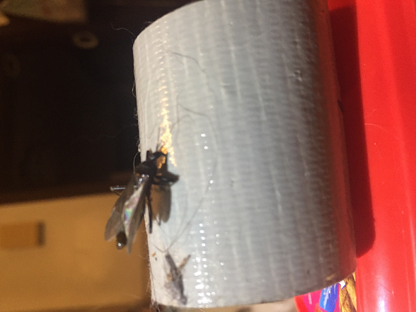 Assassin bug