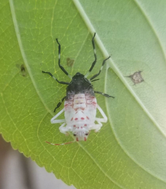Nymph of a brown marmorated stink bug