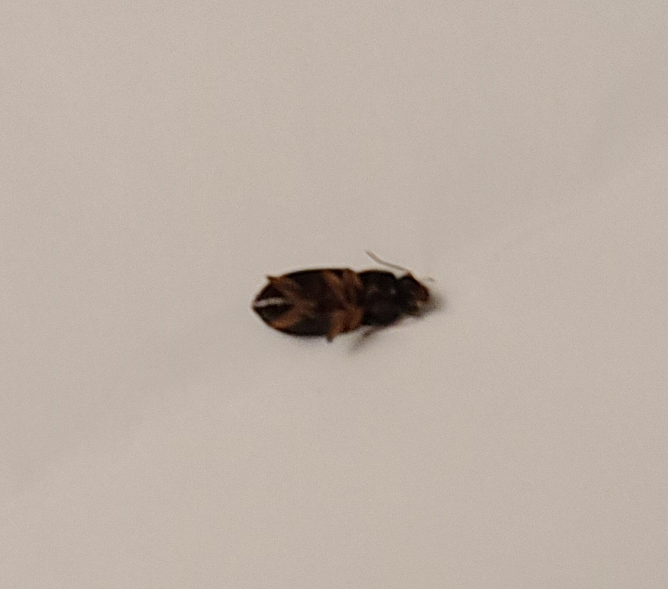 ground beetle
